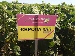 Новинка на ринку АПК - насіння соняшнику ЄВРОПА КЛП під ЕвроЛайтнинг Плюс 104-109 днів., Коссад Семанс Імпорт