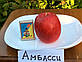 Саджанці яблуні Амбассі (Франція), фото 3