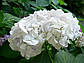 Гортензія великолисна Сара Тереза (контейнер 3 л), фото 2