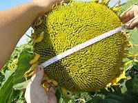 Насіння соняшнику "Естела КС" (CAUSSADE SEMENCES) 