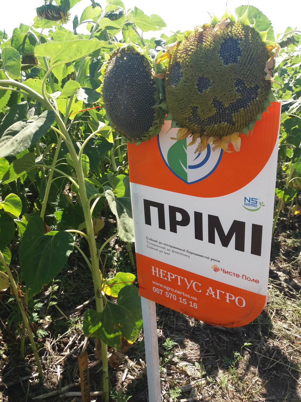 Соняшник під Евролайтинг ПРИЙМИ, Насіння посухостійкі. Високоврожайний гібрид соняшнику.