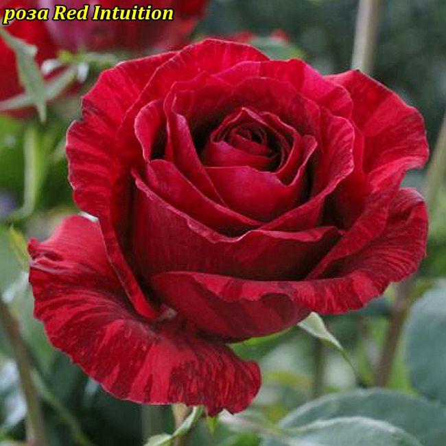 Роза Red Intuition (Ред Интуишен)  ч/г гор 3л, фото 1