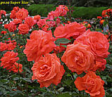 Троянда Super Star (Супер Зірка), фото 2