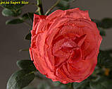 Троянда Super Star (Супер Зірка), фото 3