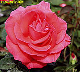 Троянда Super Star (Супер Зірка), фото 6