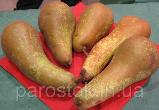 Груша Конференція. (Айва Елін). Осінній сорт, фото 1