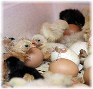 Опаленняувальника електронагрівачами