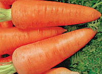 Семена моркови шантанэ сквирская