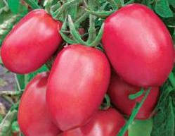 Насіння томатів Новачок Рожевий 1 кг
