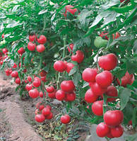 Насіння томатів Малинове Родео 1 кг