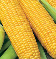 Семена кукурузы сахарная Деликатесная 1 кг , Украина