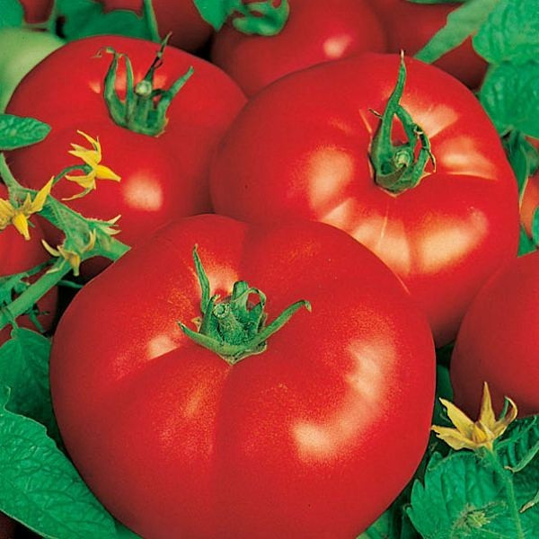 Семена томатов Волгаградский 323 1 кг , Польша