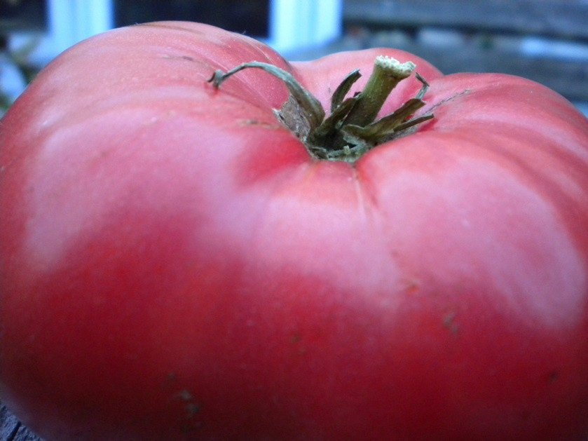Насіння томату рожеві щічки 1 кг , Польща