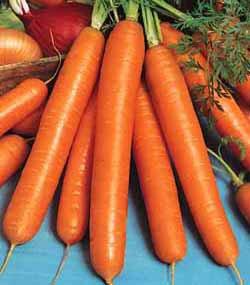 Семена моркови Амстердамская 1 кг , Польша