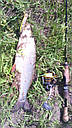 Воблер Попер Fishing Killer Pop, фото 3