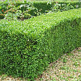 Самшит вічнозелений BUXUS SEMPERVIRENS Р9, 12-15см, фото 3