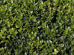 Самшит вічнозелений BUXUS SEMPERVIRENS 35-40см