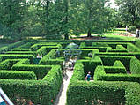 Самшит вічнозелений BUXUS SEMPERVIRENS Р9, 12-15см, фото 4