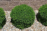 Самшит вічнозелений BUXUS SEMPERVIRENS Р9, 12-15см, фото 6