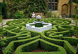 Самшит вічнозелений BUXUS SEMPERVIRENS Р9, 12-15см, фото 7