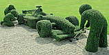 Самшит вічнозелений BUXUS SEMPERVIRENS Р9, 12-15см, фото 8