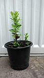 Самшит вічнозелений BUXUS SEMPERVIRENS Р9, 12-15см, фото 9