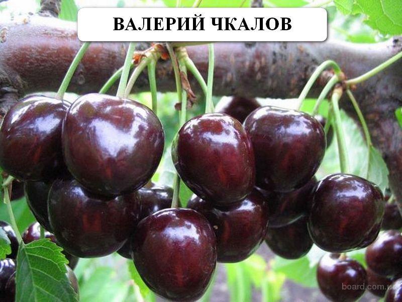 Саджанці черешні ВАЛЕРИЙ ЧКАЛІВ (дворічний) раннього терміну дозрівання
