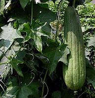 Люфа (насіння 5 шт)