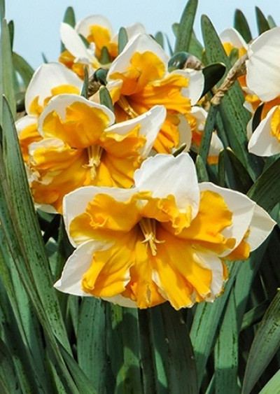 Нарцисс Split Corona Orangery - фото 1 - id-p544725354