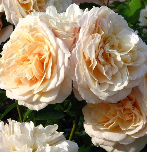 Роза английская Эскалибур (Excalibur) - фото 1 - id-p558939693