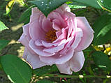 Троянда Шарль Де Голль. Ч/г., фото 2