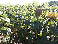 Купити насіння соняшнику ГЕКТОР, Ціна на врожайний і олійний гібрид ГЕКТОР в Україні. Екстра, фото 2