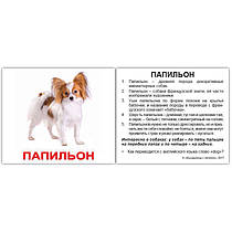 Картки Домана "Породи собак. МИНИ (40шт)" Рус.