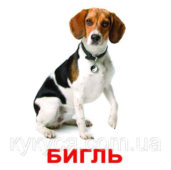 Карточки Домана "Породы собак" Рус. - фото 4 - id-p588590578