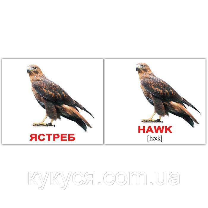Карточки Домана "Птицы/Birds. МІНІ (40 шт.)" укр/англ. яз