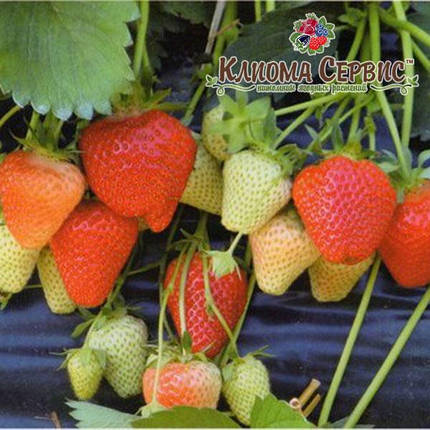 Саджанці полуниці сорт Джолі, у касетах, фото 2