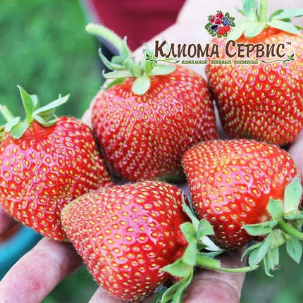 Розсада полуниці сорт Сирія, фріго клас A (середній), фото 2