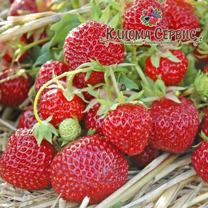 Розсада полуниці сорт Зенга-Зенгана, фріго клас А (ранній), фото 1