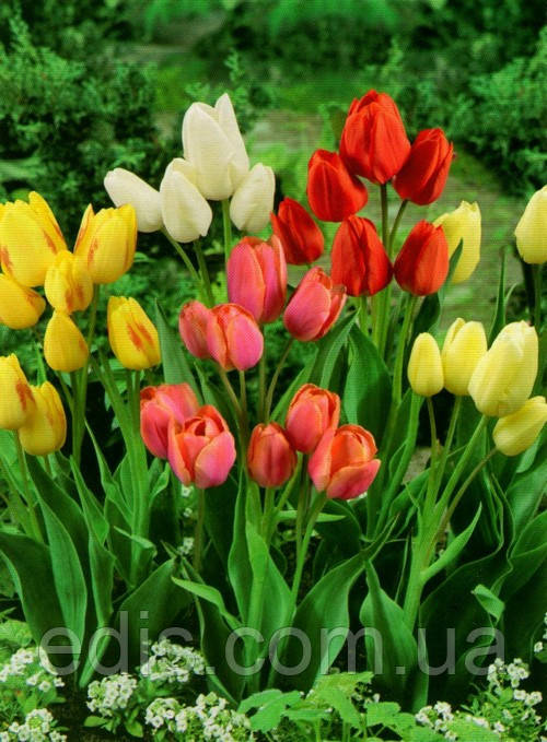 Суміш тюльпанів мультифлора, 9 цибулини