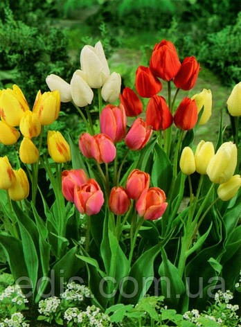 Суміш тюльпанів мультифлора, 9 цибулини, фото 1
