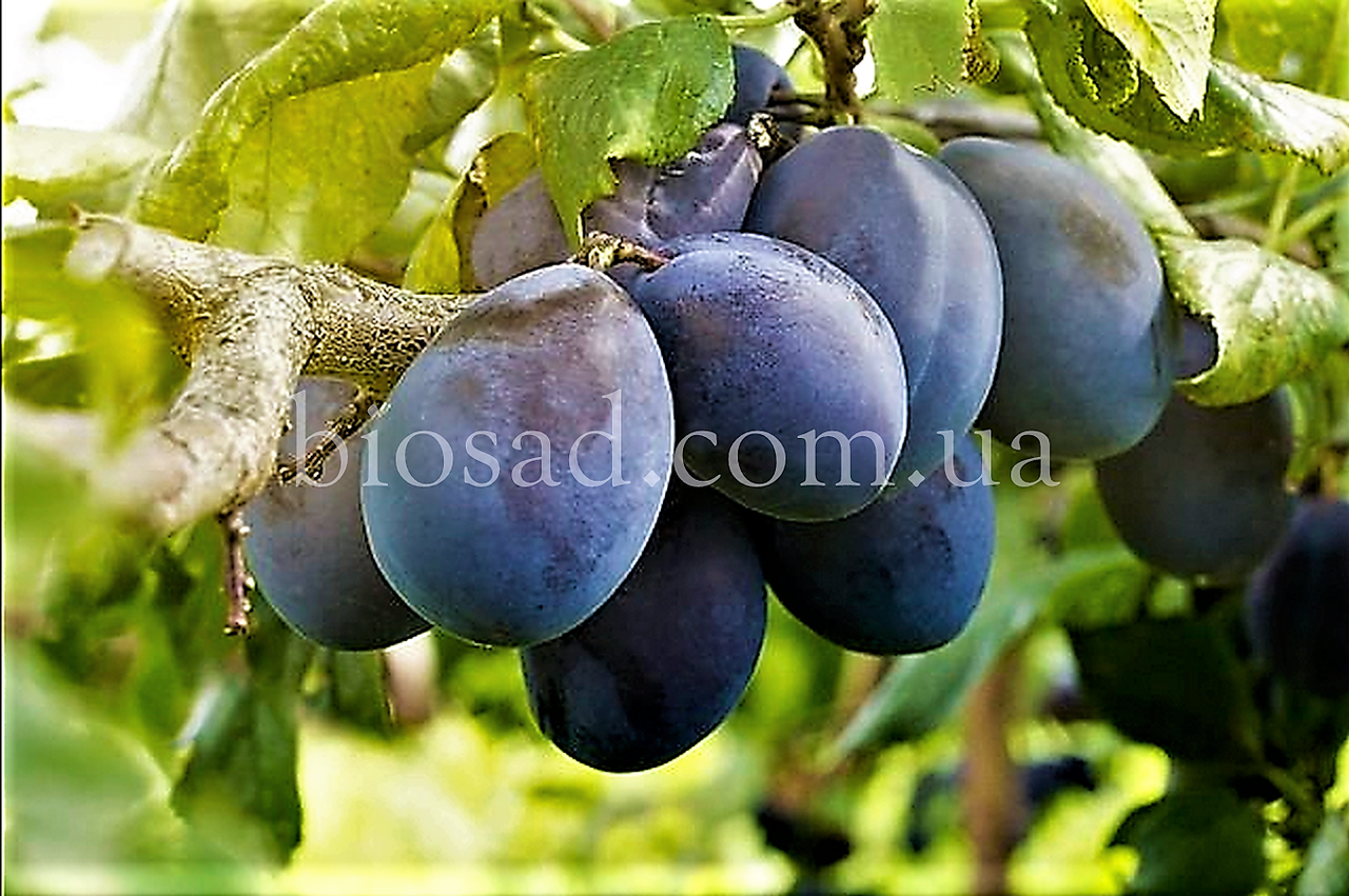 Слива Стенлі (Stanley)