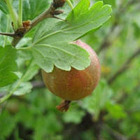 Аґрус бурштиновий