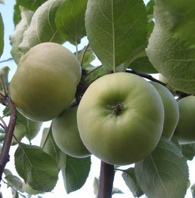 Саджанці яблуні літньої сорт Донешта, підщепа 54-118, фото 2