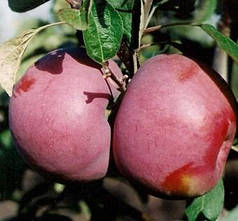 Саджанці яблуні осінньої сорт Макінтош, підщепа 54-118