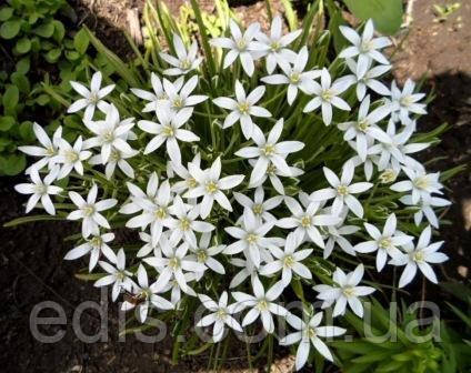 Рястка парасолькова (Ornithogalum / Птицемлечник), горщик Р9