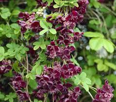 Акебія шоколадна ліана, фото 1