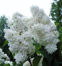 

Сирень Алиска