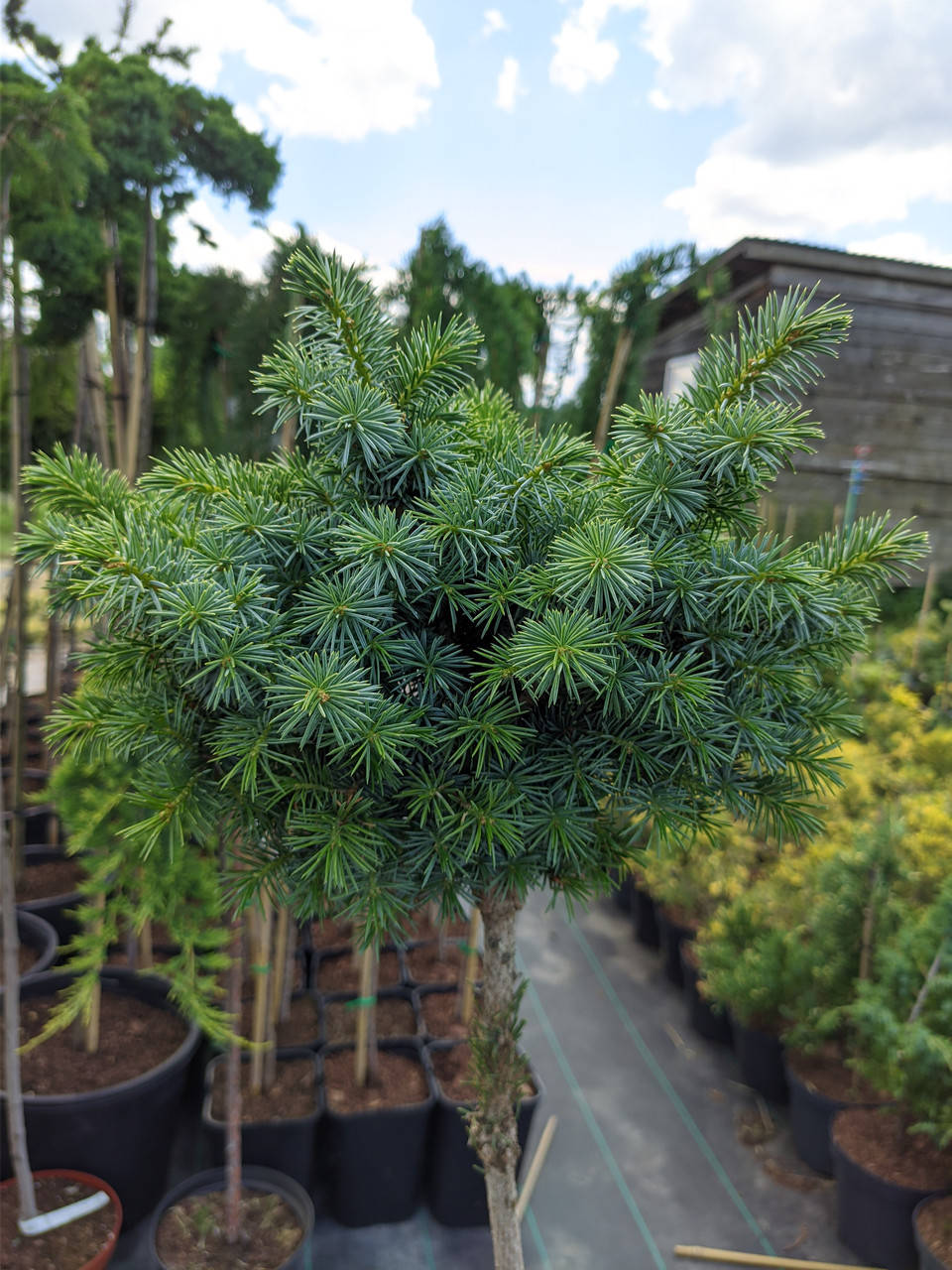 

Picea sitchensis Papoose Pa C-5