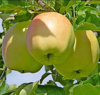 Саженцы яблони осенней сорт Пепинка, подвой 54-118
