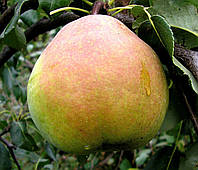 Саженцы груши ️ купить в Украине по цене производителя